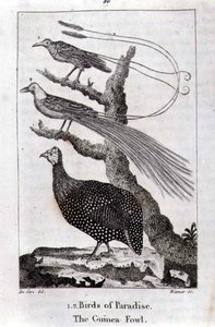 Birds of Paradise and a Guinea Fowl, från "A History of the Earth and Animated Nature", av Oliver Goldsmith, publicerad i London av Jacques de Seve