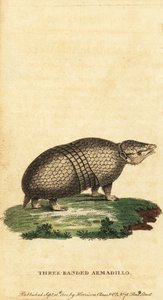 Brasiliansk trebandad bältdjur, Tolypeutes tricinctus, 1800 (gravyr)
