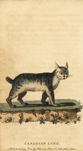 Kanadensiskt lodjur, Lynx canadensis., 1800 (gravyr)