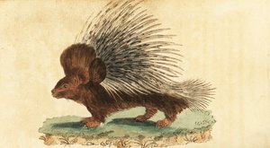Crested porcupine, Hystrix cristata.,1800 (gravyr)