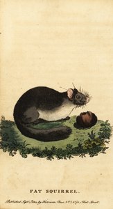 Ätlig dormus eller fet dormus, Glis glis.,1800 (gravyr)