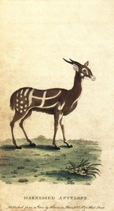 Spänd bushbuck eller kewel, Tragelaphus scriptus.,1800 (gravyr)