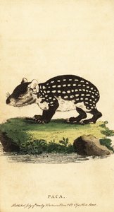 Lowland paca eller fläckig paca, Cuniculus paca., 1800 (gravyr)