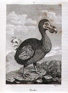 The Dodo, från "A History of the Earth and Animated Nature", av Oliver Goldsmith, publicerad i London