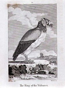 The King of the Vultures, från "History of the Earth and Animated Nature", av Oliver Goldsmith, publicerad i London