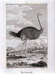 Strutsen, från "A History of the Earth and Animated Nature", av Oliver Goldsmith, publicerad i London