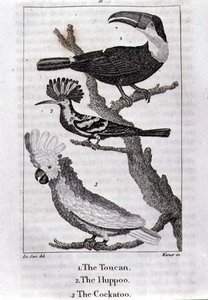 Tukanen, Huppoo och kakaduan, från "A History of the Earth and Animated Nature", av Oliver Goldsmith, publicerad i London