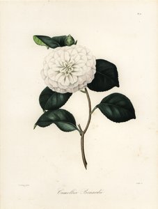 Sorten Camellia japonica, Camellia bonardii eller Camellia bonnardii
