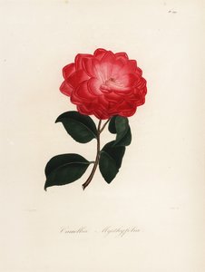 Sorten Camellia japonica, Camellia myrthyfolia