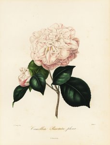 Sorten Camellia japonica, Camellia punctata plena