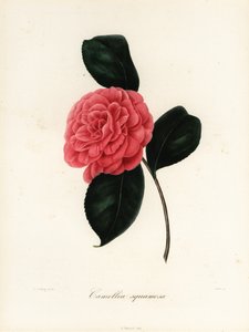 Sorten Camellia japonica, Camellia squamosa eller Camellia squammosa