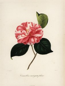 Sorten Camellia japonica, Camellia variegata plena