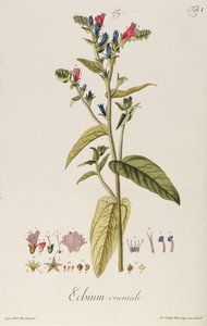 Echium: Orientale från "Plant Icons", ca 1763 (gravyr) av Jakob Christoph Keller