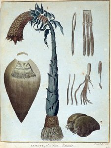 Banan - i "" Resan till Nubien och Abessinien för att upptäcka Nilens källor under åren 1768 till 1772", av James Bruce, vol. 1, Paris av James Bruce