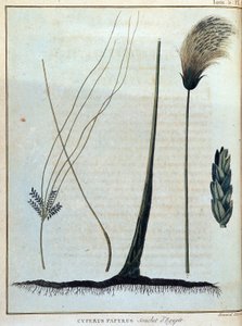 Cyperus papyrus, Egyptens stam - i "" Resan till Nubien och Abessinien för att upptäcka Nilens källor under åren 1768 till 1772", av James Bruce, vol. 1, Paris av James Bruce