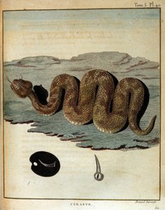 Orm - i "" Resan till Nubien och Abessinien genomförd för att upptäcka Nilens källor under åren 1768 till 1772", av James Bruce, Paris