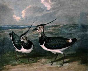Plovers, skylt 9 av British Feather Game, graverad av Charles Turner (1773-1857), pub. av R. Ackermann, ca 1810 (mezzotintgravyr) av James (after) Barenger