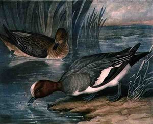 Widgeons, skylt 6 av British Feather Game, graverad av Charles Turner (1773-1857), pub. av R. Ackermann, ca 1810 (mezzotintgravyr) av James (after) Barenger