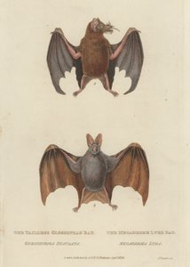 Tailless Glossophag Bat och Megaderme Lyre Bat (färgad gravyr) av James (after) Basire