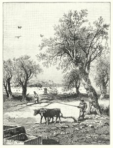 Plöjning i en vingård (litho) av James (after) Clark