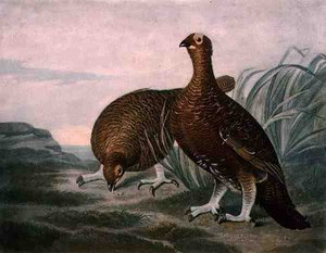 Red Grouse, skylt 8 av British Feather Game, graverad av Charles Turner (1773-1857), pub. av R. Ackermann, ca 1810 (mezzotintgravyr) av James (after) Sillett
