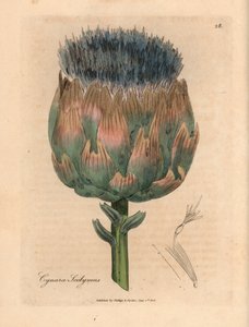 Blå och lila blommig kronärtskocka, Cynara scolymus, från en botanisk illustration av James Sowerby från William Woodville och Sir William Jackson Hookers "Medical Botany" 1832 (handfärgad kopparstick) av James (after) Sowerby