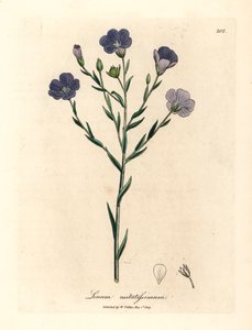 Blåblommigt lin, Linum usitatissimum, från en botanisk illustration av James Sowerby från William Woodville och Sir William Jackson Hookers "Medical Botany" 1832 (handfärgad kopparstick) av James (after) Sowerby
