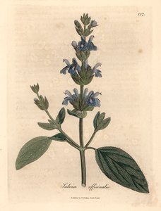 Blåblommig salvia, Salvia officinalis, från en botanisk illustration av James Sowerby från William Woodville och Sir William Jackson Hookers "Medical Botany" 1832 (handfärgad kopparstick)