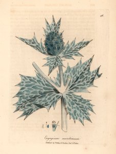 Blåblommigt havsjärnek eller eryngo, Eryngium maritinum, från en botanisk illustration av James Sowerby från William Woodville och Sir William Jackson Hookers "Medical Botany" 1832 (handfärgad kopparstick) av James (after) Sowerby