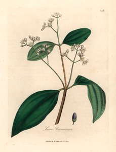 Kanelträd, Laurus cinnamomum, från en botanisk illustration av James Sowerby från William Woodville och Sir William Jackson Hookers "Medical Botany" 1832 (handfärgad kopparstick)
