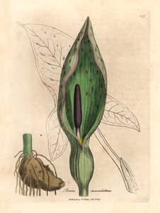 Common arum, Arum maculatum, från en botanisk illustration av James Sowerby från William Woodville och Sir William Jackson Hookers "Medical Botany" 1832 (handfärgad kopparstick) av James (after) Sowerby