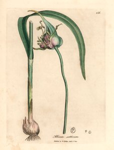 Vanlig odlad vitlök, Allium sativum, från en botanisk illustration av James Sowerby från William Woodville och Sir William Jackson Hookers "Medical Botany" 1832 (handfärgad kopparstick) av James (after) Sowerby