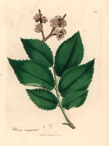 Vanligt almträd, Ulmus campestris, från en botanisk illustration av James Sowerby från William Woodville och Sir William Jackson Hookers "Medical Botany" 1832 (handfärgad kopparstick) av James (after) Sowerby