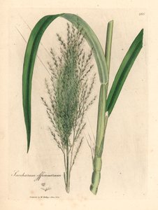 Vanlig sockerrör, Saccharum officinarum, från en botanisk illustration av James Sowerby från William Woodville och Sir William Jackson Hookers "Medical Botany" 1832 (handfärgad kopparstick) av James (after) Sowerby