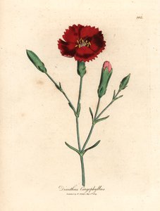 Crimson nejlika, kryddnejlika rosa, Dianthus caryophyllus, från en botanisk illustration av James Sowerby från William Woodville och Sir William Jackson Hookers "Medical Botany" 1832 (handfärgad kopparstick)