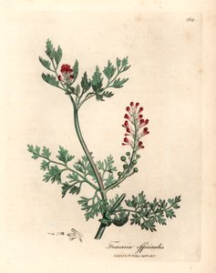 Crimson blommig fumitory, Fumaria officinalis, från en botanisk illustration av James Sowerby från William Woodville och Sir William Jackson Hookers "Medical Botany" 1832 (handfärgad kopparstick) av James (after) Sowerby