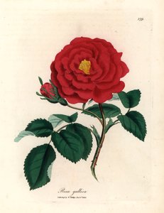 Crimson officinal ros, Rosa gallica, från en botanisk illustration av James Sowerby från William Woodville och Sir William Jackson Hookers "Medical Botany" 1832 (handfärgad kopparstick) av James (after) Sowerby