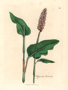 Greater bistort, Polygonum bistorta, från en botanisk illustration av James Sowerby från William Woodville och Sir William Jackson Hookers "Medical Botany" 1832 (handfärgad kopparstick) av James (after) Sowerby