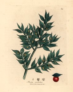 Grönblommig slaktkvast, Ruscus aculeatus, från en botanisk illustration av James Sowerby från William Woodville och Sir William Jackson Hookers "Medical Botany" 1832 (handfärgad kopparstick) av James (after) Sowerby