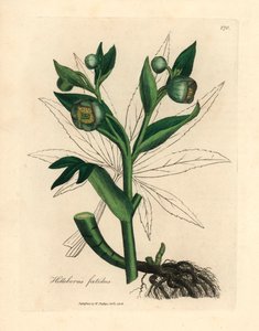 Grönblommig stinkande gös eller björnfot, Helleborus foetidus, från en botanisk illustration av James Sowerby från William Woodville och Sir William Jackson Hookers "Medical Botany" 1832 (handfärgad kopparstick) av James (after) Sowerby