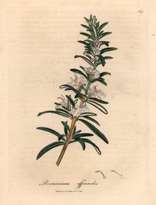 Ljusblå blommande rosmarin, Rosmarinus officinalis, från en botanisk illustration av James Sowerby från William Woodville och Sir William Jackson Hookers "Medical Botany" 1832 (handfärgad kopparstick)