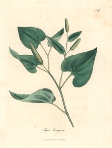 Lång paprika, Piper longum, från en botanisk illustration av James Sowerby från William Woodville och Sir William Jackson Hookers "Medical Botany" 1832 (handfärgad kopparstick) av James (after) Sowerby