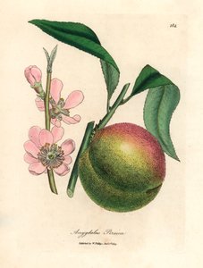 Persikaträd med mogen frukt och rosa blomma, Amygdalus persica, från en botanisk illustration av James Sowerby från William Woodville och Sir William Jackson Hookers "Medical Botany" 1832 (handfärgad kopparstick) av James (after) Sowerby