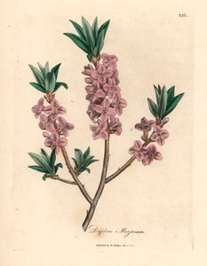Rosablommig mezereon, Daphne mezereum, från en botanisk illustration av James Sowerby från William Woodville och Sir William Jackson Hookers "Medical Botany" 1832 (handfärgad kopparstick) av James (after) Sowerby