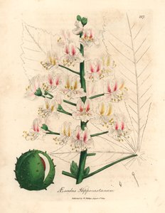 Rosa blomma och frukt av hästkastanjeträdet, Aesculus hippocastanum, från en botanisk illustration av James Sowerby från William Woodville och Sir William Jackson Hookers "Medical Botany" 1832 (handfärgad kopparstick) av James (after) Sowerby