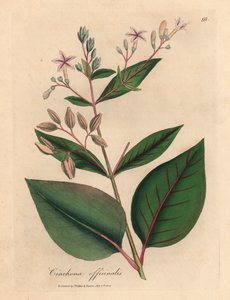 Rosablommigt peruanskt barkträd, Cinchona officinalis, från en botanisk illustration av James Sowerby från William Woodville och Sir William Jackson Hookers "Medical Botany" 1832 (handfärgad kopparstick) av James (after) Sowerby