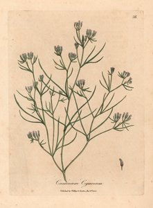 Rosablommig spiskummin, Cuminum cyminum, från en botanisk illustration av James Sowerby från William Woodville och Sir William Jackson Hookers "Medical Botany" 1832 (handfärgad kopparstick) av James (after) Sowerby