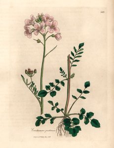 Rosa blommig damsmocka eller gökblomma, Cardamine pratensis, från en botanisk illustration av James Sowerby från William Woodville och Sir William Jackson Hookers "Medical Botany" 1832 (handfärgad kopparstick) av James (after) Sowerby