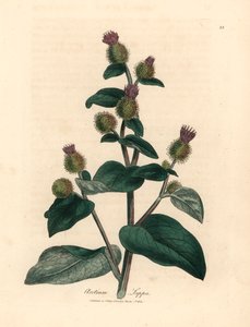 Lilablommig kardborre, Arctium lappa, från en botanisk illustration av James Sowerby från William Woodville och Sir William Jackson Hookers "Medical Botany" 1832 (handfärgad kopparstick) av James (after) Sowerby