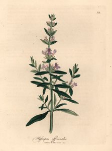 Lilablommig isop, Hyssopus officinalis, från en botanisk illustration av James Sowerby från William Woodville och Sir William Jackson Hookers "Medical Botany" 1832 (handfärgad kopparstick) av James (after) Sowerby
